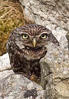 6145 Little Owl Chris Gilbert, Ravenseye Gallery, Peak District, Photographs, Courses